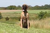 DOGUE ALLEMAND 061